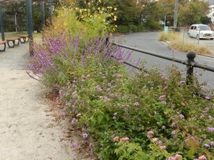 西原5丁目3の花壇の写真1