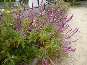 安川緑道2の花壇の写真2