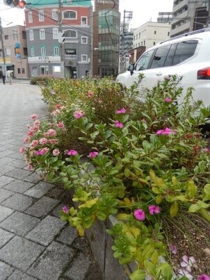 JR古市橋駅前の花壇の写真2