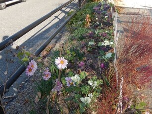 西原5丁目3の花壇の写真1