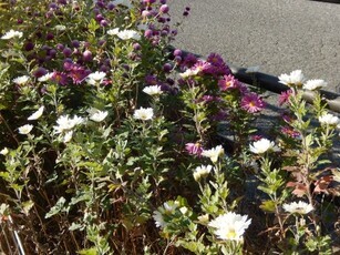 安川緑道2の花壇の写真2