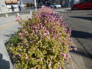JR古市橋駅前の花壇の写真