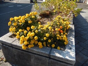 JR古市橋駅前の花壇の写真2