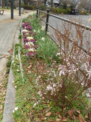 西原5丁目3の花壇の写真1