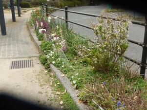 西原5丁目3の花壇の写真1