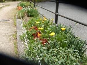 安川緑道2の花壇の写真2