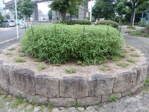 中須1丁目17の花壇の写真