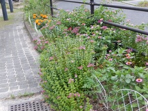 安川緑道2の花壇の写真2