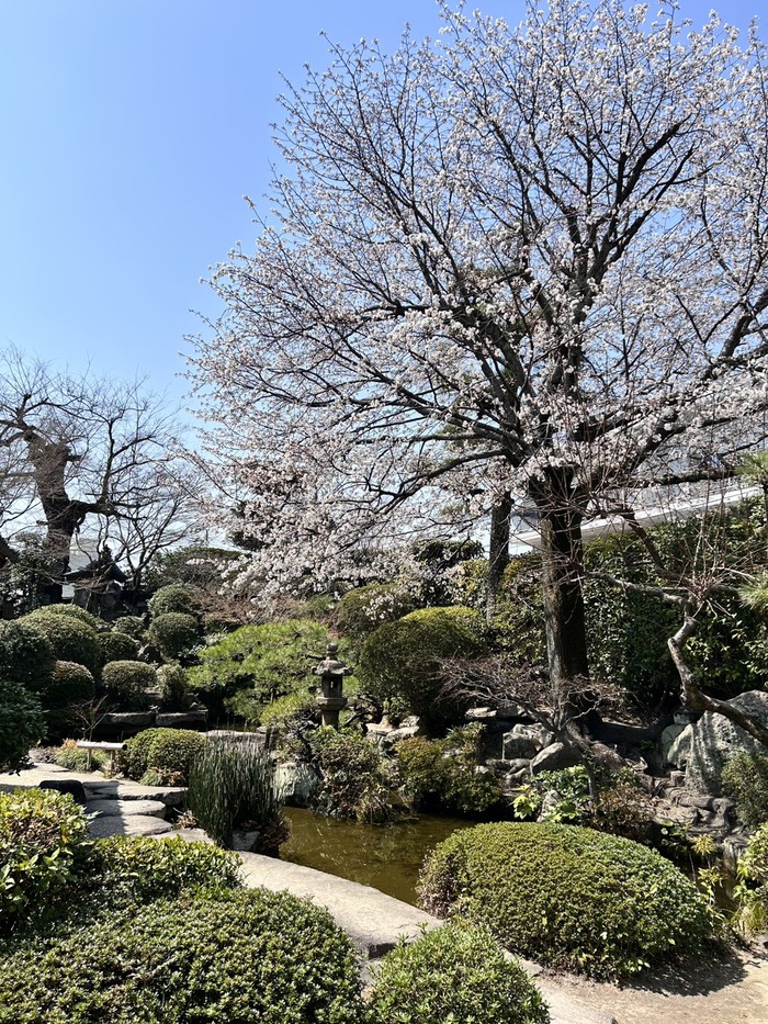 桜の樹の下で~「花と茶を楽しむ。上田宗箇流による一期一会の桜茶席」
