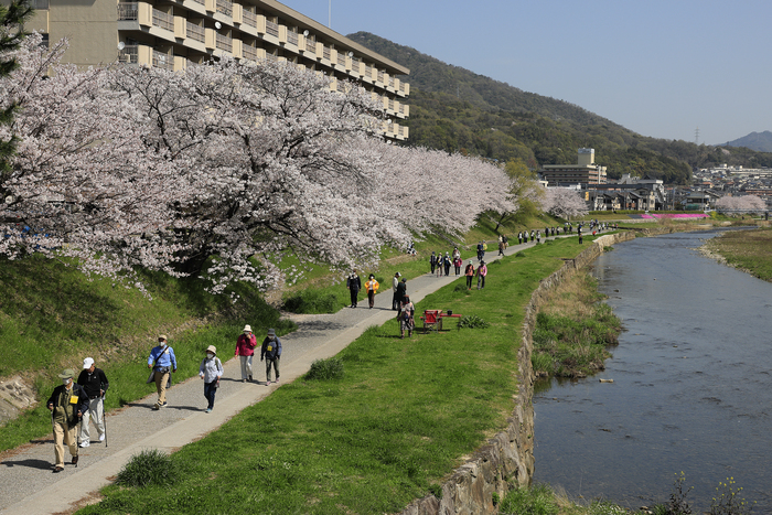 春です!瀬野川健康ウオーキング2026