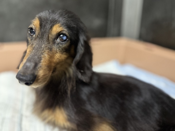 飼い主不明犬の写真