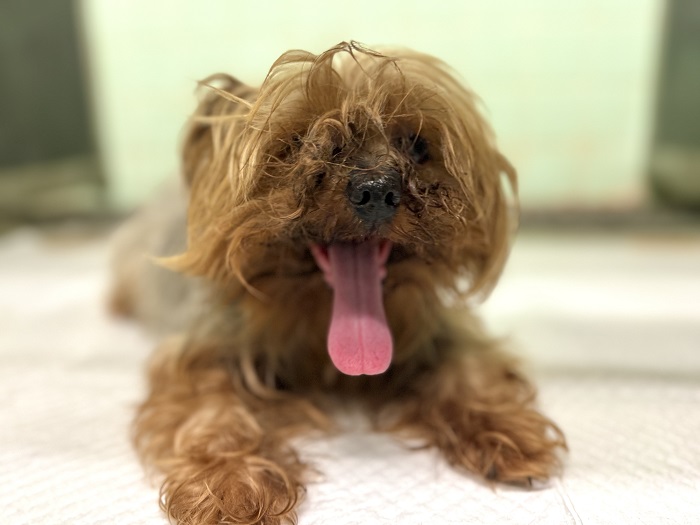 飼い主不明犬の写真