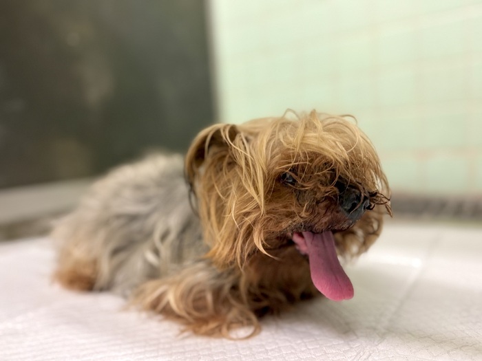 飼い主不明犬の写真