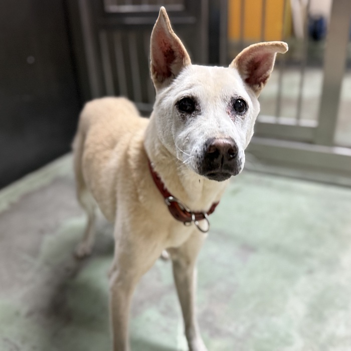 飼い主不明犬の写真