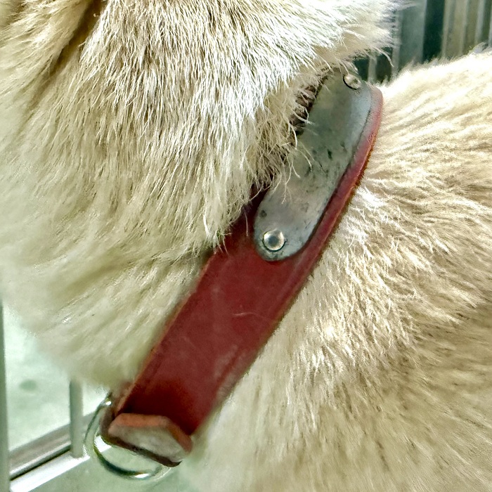 飼い主不明犬の写真