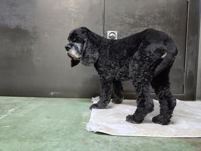 飼い主不明犬の写真