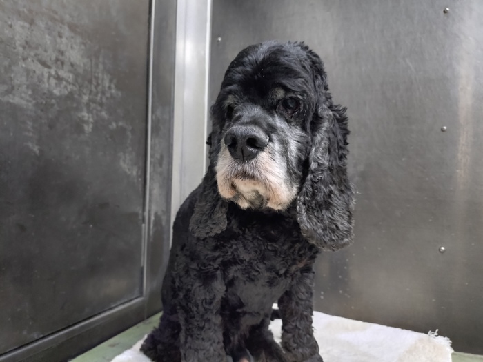 飼い主不明犬の写真