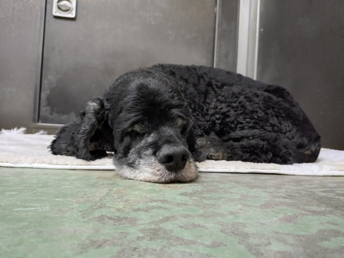 飼い主不明犬の写真