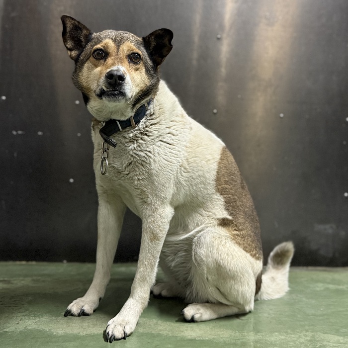 飼い主不明犬の写真