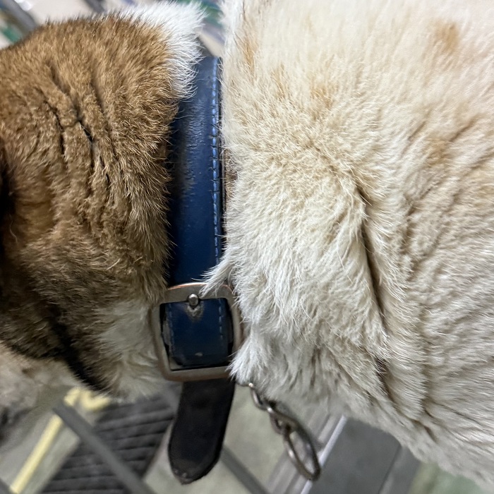 飼い主不明犬の写真