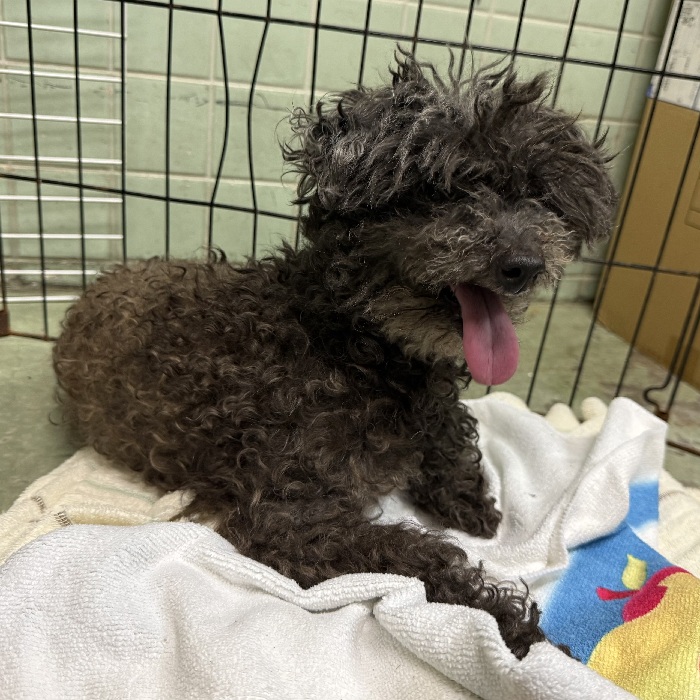 飼い主不明犬の写真