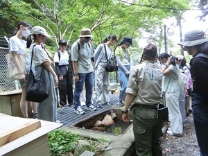 オオサンショウウオ保護繁殖施設の見学