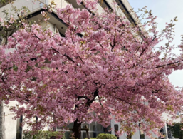 写真:区の木・桜