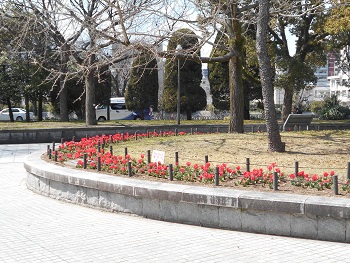 チューリップの様子の写真