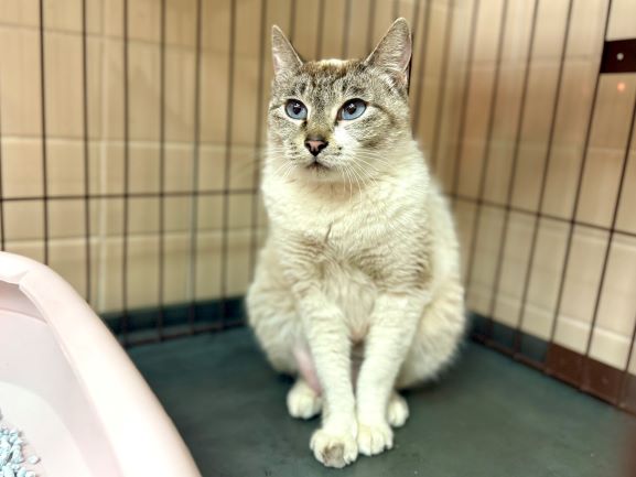 飼い主不明猫の写真