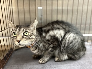 飼い主不明猫の写真