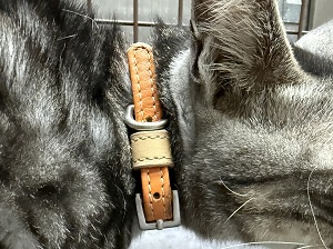 飼い主不明猫の写真