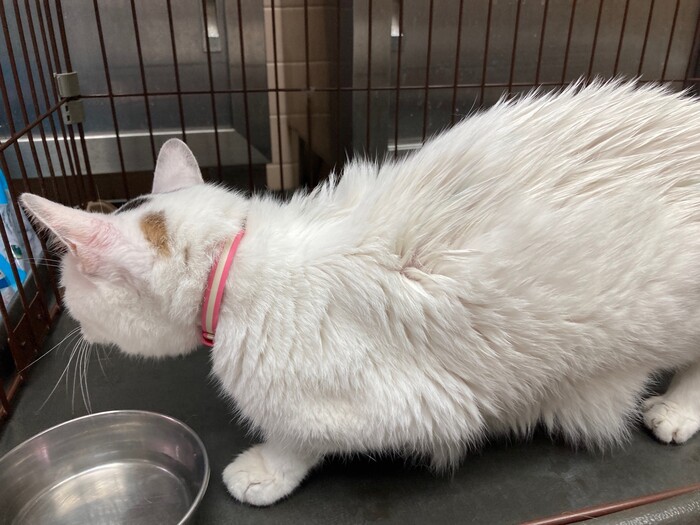 飼い主不明猫の写真