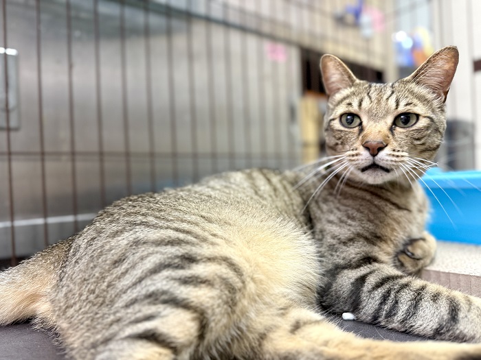 飼い主不明猫の写真