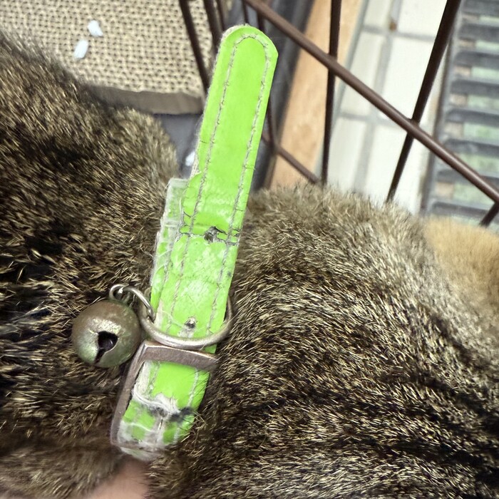 飼い主不明猫の写真