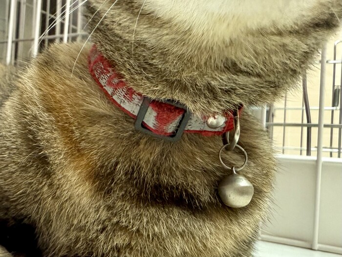 飼い主不明猫の写真