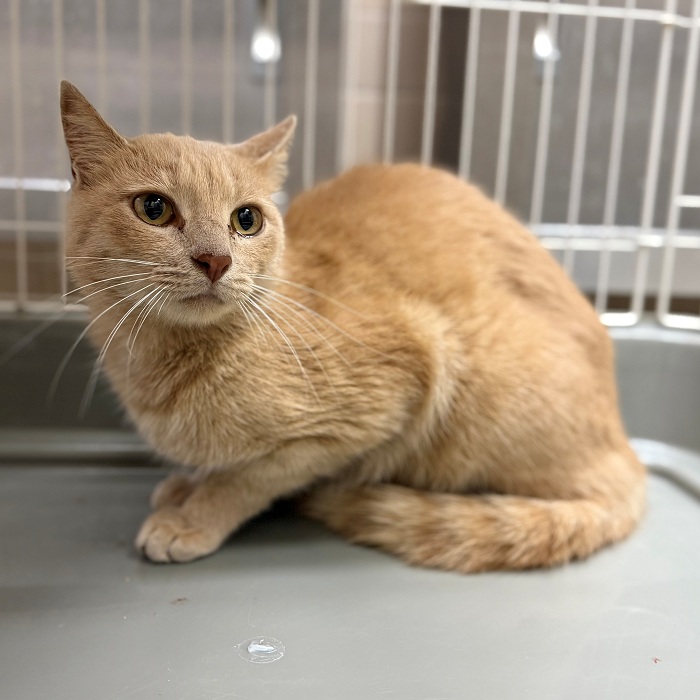 飼い主不明猫の写真