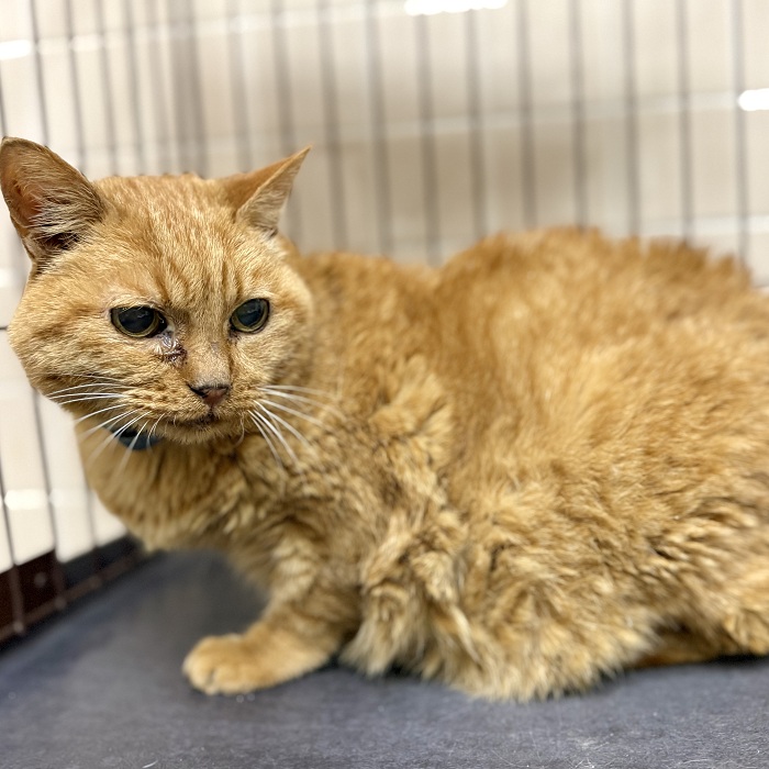 飼い主不明猫の写真