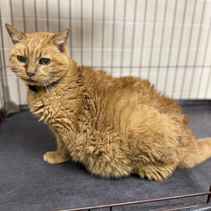 飼い主不明猫の写真