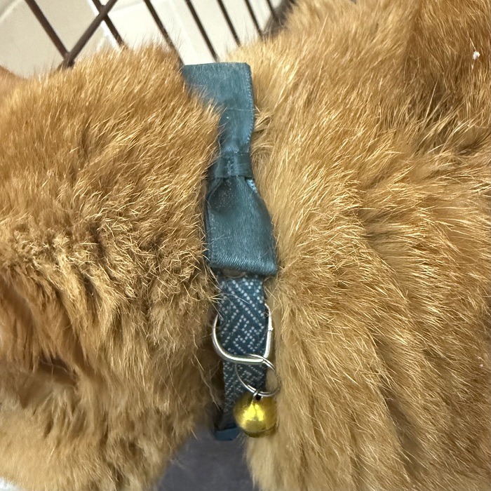 飼い主不明猫の写真