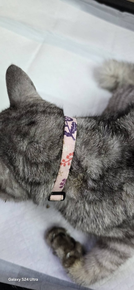 飼い主不明猫の写真