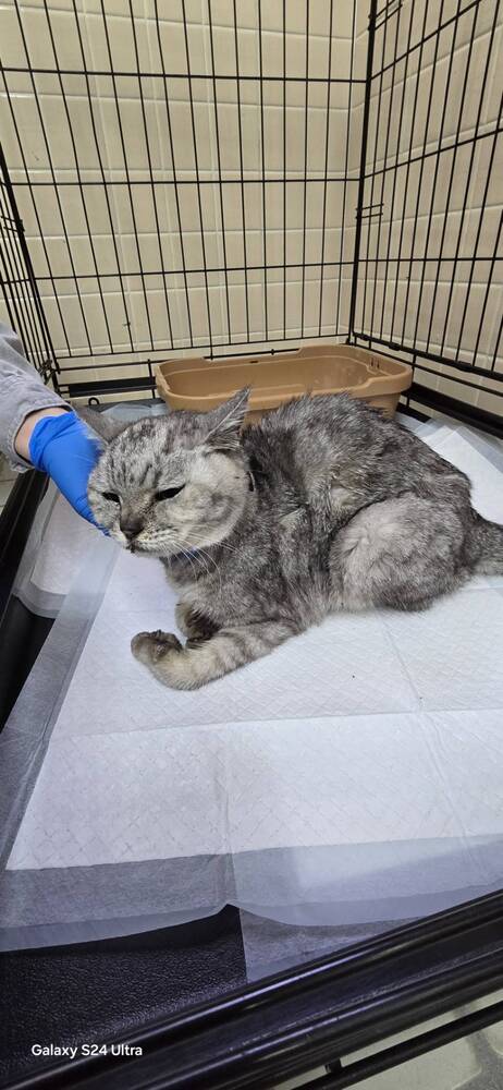 飼い主不明猫の写真