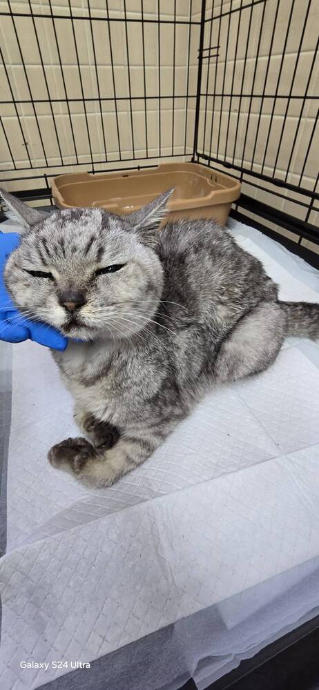 飼い主不明猫の写真