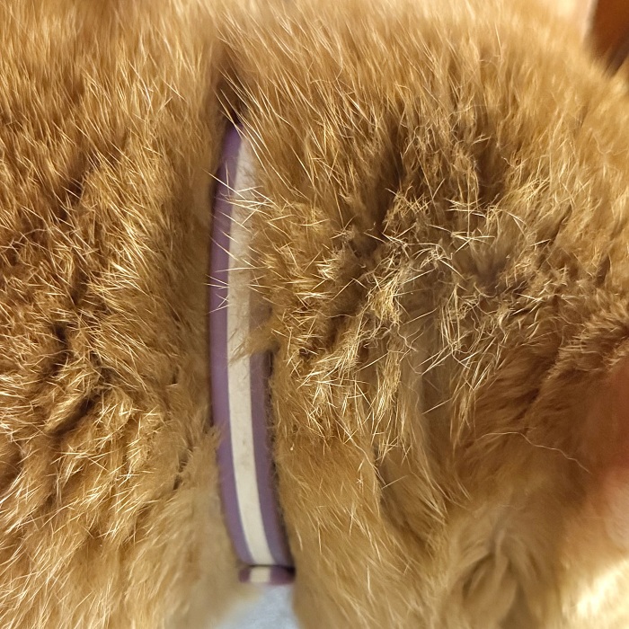 飼い主不明猫の写真