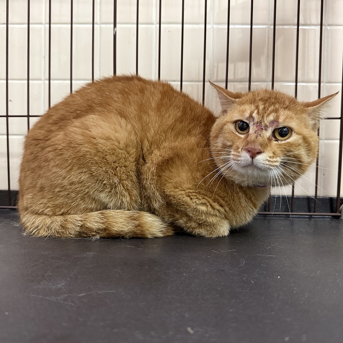 飼い主不明猫の写真