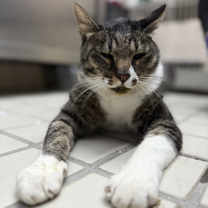 猫の写真1