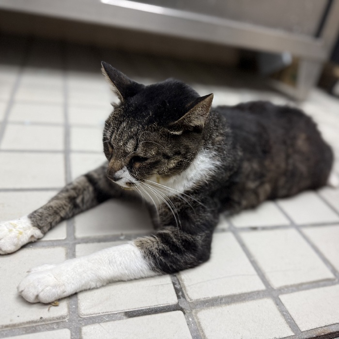 飼い主不明猫の写真2