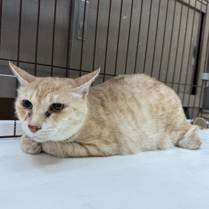 迷子猫の写真