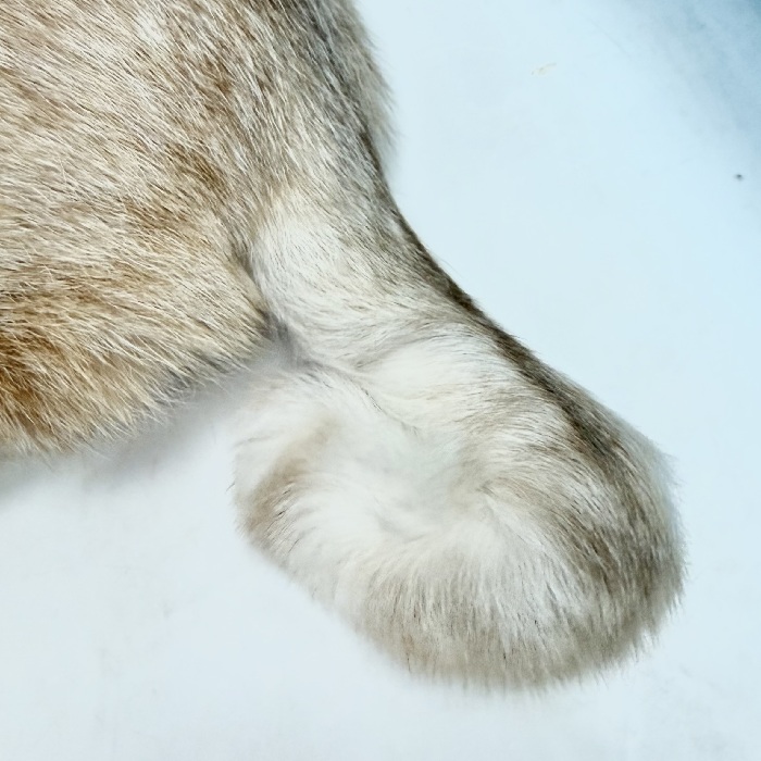 飼い主不明猫の写真