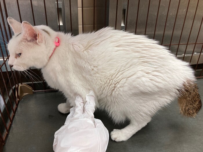 飼い主不明猫の写真
