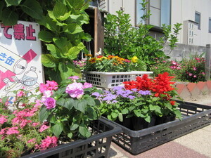 お花